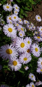 Aed-õnnehein - Image 2