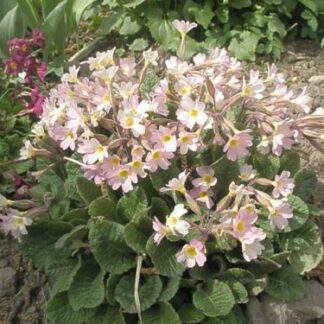 Priimula