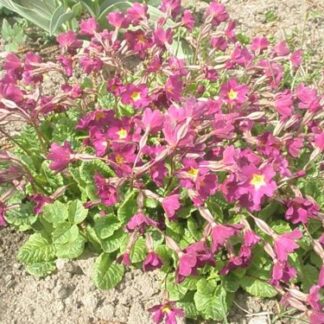 Priimula